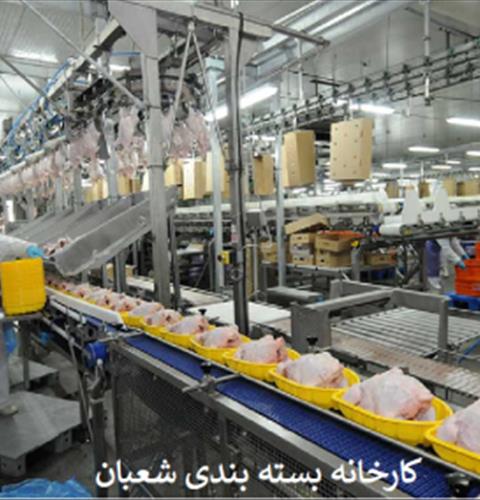 کارخانه بسته بندی مرغ شعبان